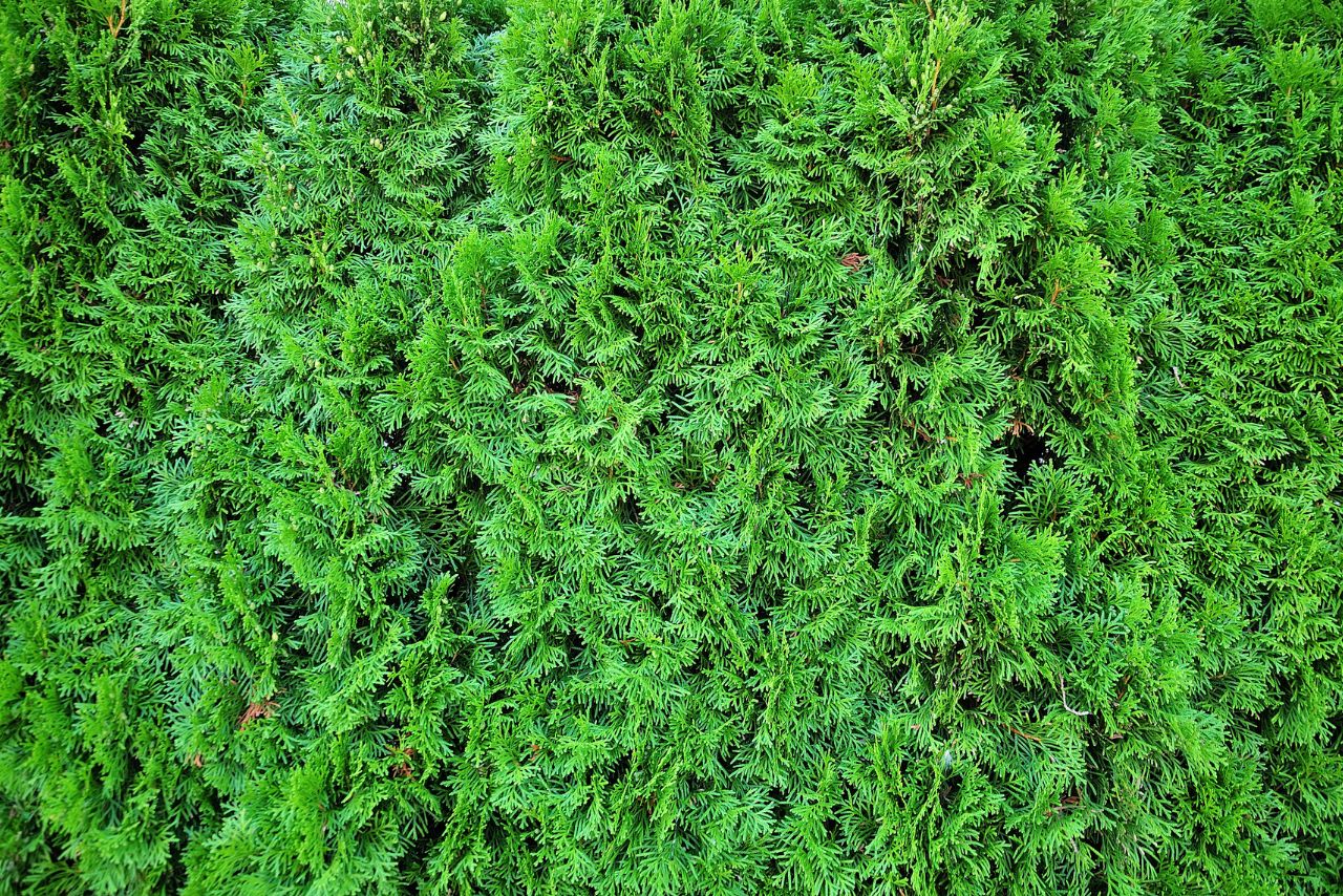 Entretenir haie de cedre